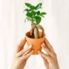 Plante D'intérieur - Mini Ficus Ginseng Microcarpa (d06) 12cm -Jardin Harmonie Soldes Boutique 64773f552ccb88.07706598