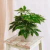 Plante D'intérieur - Fatsia Japonica 22cm -Jardin Harmonie Soldes Boutique 64773f60abae90.96488972