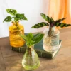 Plante D'intérieur - Salina Trio De Plantes En Hydroculture - Jaune 11cm -Jardin Harmonie Soldes Boutique 64773f703c5ea6.68804602