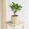 Plante D'intérieur - Bonsaï Retusa 5 Ans D'age 30cm -Jardin Harmonie Soldes Boutique 64773f724c3885.50747497