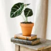 Plante D'intérieur - Alocasia Black Velvet 35cm -Jardin Harmonie Soldes Boutique 64773f75cd17b5.92933009