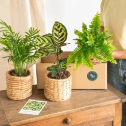 Plante D'intérieur - La Green Box - Coffret Plantes Dépolluantes Cm