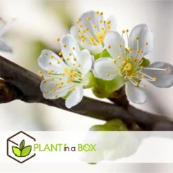 3 Pommes Différentes Sur 1 Arbre - Pot 17 Cm - Hauteur 60-70cm -Jardin Harmonie Soldes Boutique 6478b275eb1777.08001142