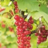 Groseillier à Grappes 'london Market' - Ribes Rubrum 3l -Jardin Harmonie Soldes Boutique 6478c44f2930c8.46189284