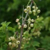 Groseillier à Grappes 'versaillaise Blanche' - Ribes Rubrum 1,5l 2 Groseillier à Grappes 'versaillaise Blanche' - Ribes Rubrum 1,5l -Jardin Harmonie Soldes Boutique 6478c451a00045.22070948