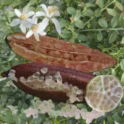 Citronnier Caviar Rose "citrus Australasica" Tailles:pot De 9 Litres, Hauteur 80/100 Cm