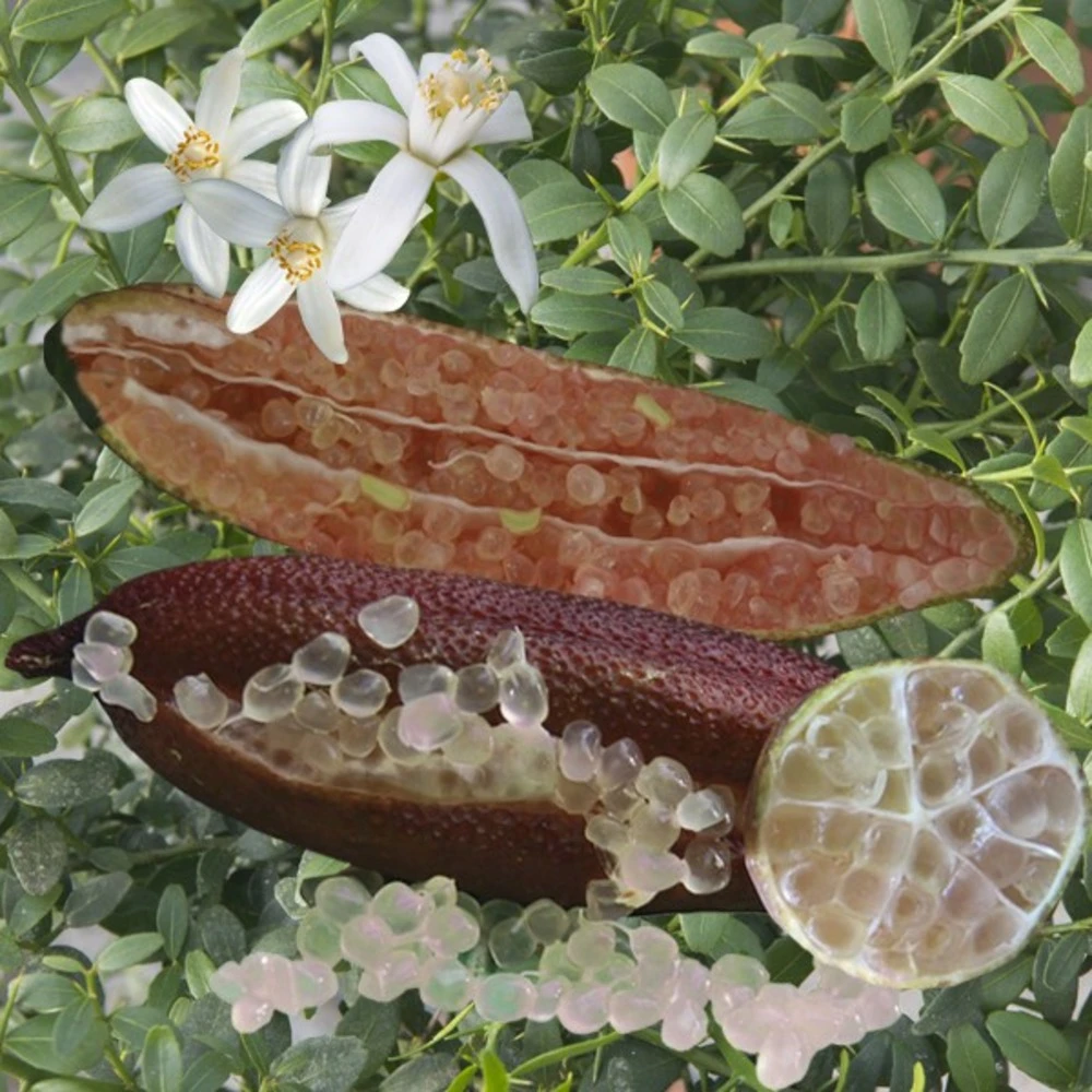 Citronnier Caviar Rose "citrus Australasica" Tailles:pot De 9 Litres, Hauteur 80/100 Cm 3 Citronnier Caviar Rose "citrus Australasica" Tailles:pot De 9 Litres, Hauteur 80/100 Cm