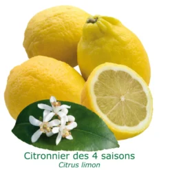 Citronnier Des 4 Saisons "citrus Limon" Tailles:pot De 9 Litres, Hauteur 80/100 Cm