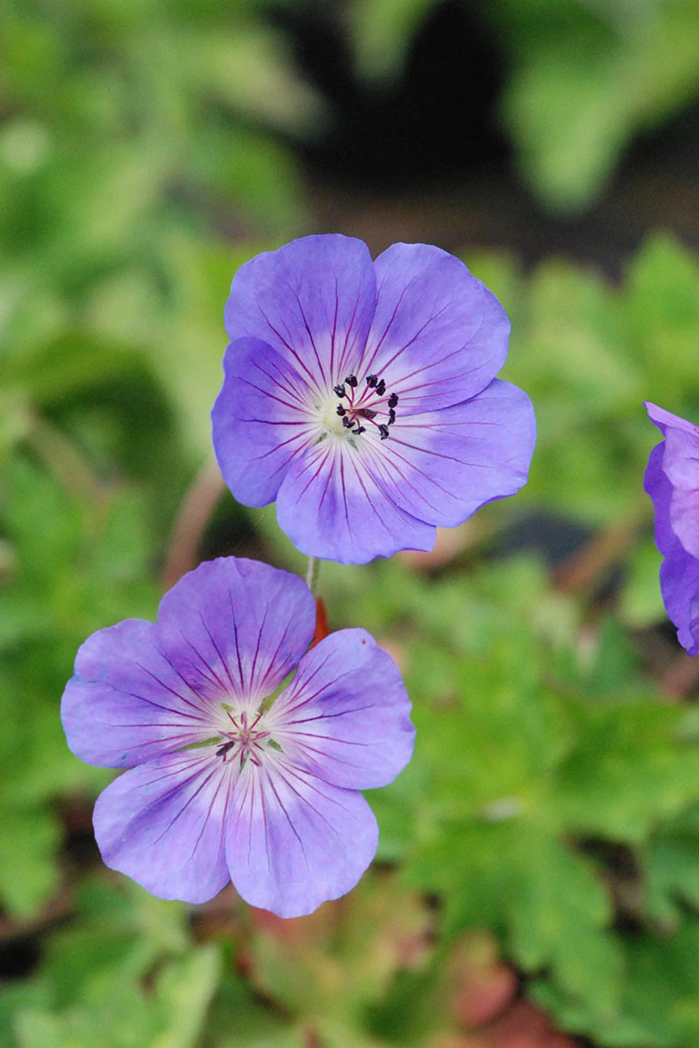 Geranium Vivace 'rozanne' ? - 3l 3 Geranium Vivace 'rozanne' ? - 3l