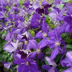 Clématite 'jackmanii' - Clematis 3l -Jardin Harmonie Soldes Boutique 647d2d29efc327.18821976