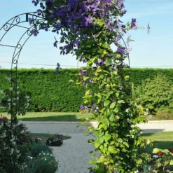 Clématite 'jackmanii' - Clematis 3l -Jardin Harmonie Soldes Boutique 647d2d2a1bc455.76797267