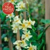 Jasmin étoilé Jaune - Trachelospermum Asiaticum 3l -Jardin Harmonie Soldes Boutique 647d2d2b20bdd1.36561919