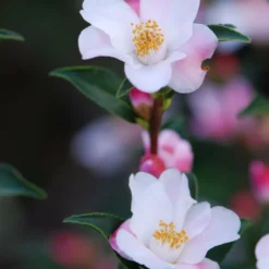 Camélia 'festival Of Lights' - 5l