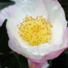 Camélia 'narumigata' - 4l