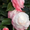 Camelia 'desire' - 4l