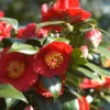 Camelia 'bleunienn An Trev' - 4l 1 Camelia 'bleunienn An Trev' - 4l -Jardin Harmonie Soldes Boutique 6481c9df830507.43667905