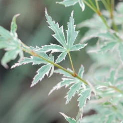 Erable 'butterfly' - 4l