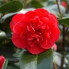 Camélia 'léonard De Vinci' - 4l -Jardin Harmonie Soldes Boutique 6481c9e18dfa25.59942650
