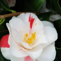 Camélia 'lady Vansittart' - 4l