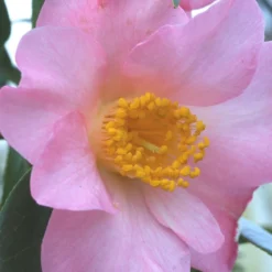 Camélia 'domaine De Courson' - 4l