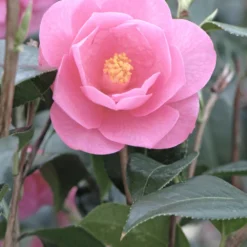 Camélia 'barbara Clark' - 4l