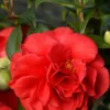 Camélia 'tom Knudsen' - 4l -Jardin Harmonie Soldes Boutique 6481c9eb6544d6.65266576