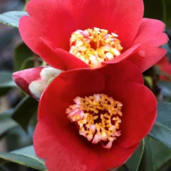 Camélia 'kimberley' - 4l