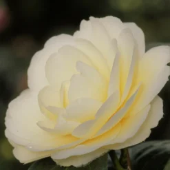 Camélia 'dahlohnega' - 4l