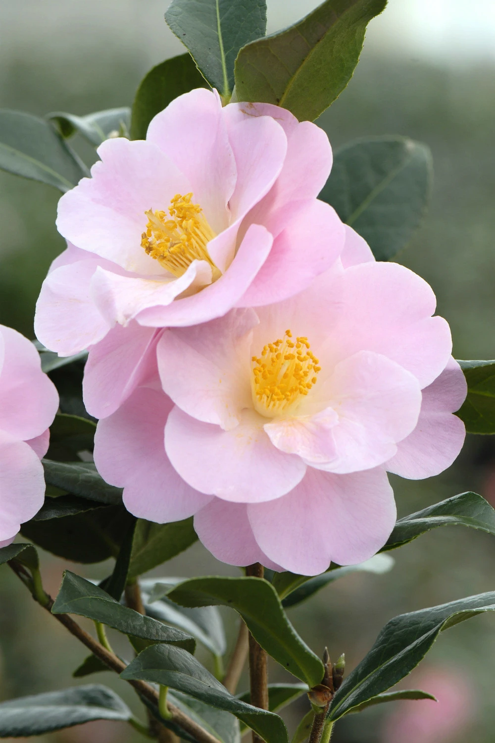 Camélia 'nicky Crisp' - 4l 3 Camélia 'nicky Crisp' - 4l