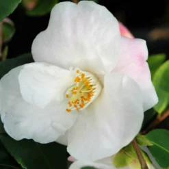 Camélia 'quintessence' - 5l