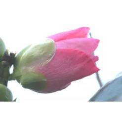 Camélia 'domaine De Courson' - 1l -Jardin Harmonie Soldes Boutique 6481c9efa476c0.94547375