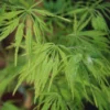 Erable 'dissectum' - 4l