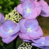 Hortensia 'zorro ?' - 3l -Jardin Harmonie Soldes Boutique 6481c9f5a73284.16341464