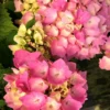 Hortensia Rembrandt ? 'dolce Chic' - 5l -Jardin Harmonie Soldes Boutique 6481c9f60e05f8.25500241