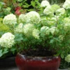 Hortensia 'limelight ?' - 3l -Jardin Harmonie Soldes Boutique 6481c9f71924e1.60295964