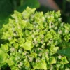 Hortensia Rembrandt ? 'vibrant Verde' - 5l
