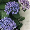 Hortensia 'ayesha' - 3l -Jardin Harmonie Soldes Boutique 6481c9fc3ec899.36987917