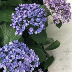 Hortensia 'ayesha' - 3l