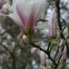 Magnolia Soulangeana - 4l -Jardin Harmonie Soldes Boutique 6481c9fc948fc8.53839026