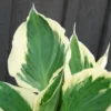Hosta 'patriot' - 3l