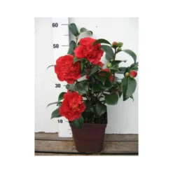 Camelia 'fondation Luciano Pavarotti' - 4l -Jardin Harmonie Soldes Boutique 6481ca27f41844.81581023
