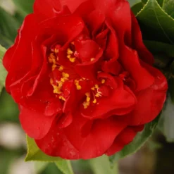 Camelia 'fondation Luciano Pavarotti' - 4l -Jardin Harmonie Soldes Boutique 6481ca281718a1.58327954