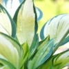Hosta 'june' - 3l -Jardin Harmonie Soldes Boutique 6481ca981504f4.14856546