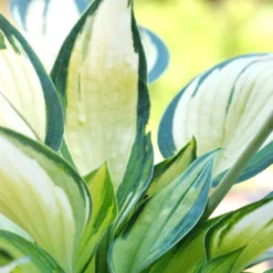 Hosta 'june' - 3l