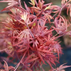 Erable 'shaina' - 4l