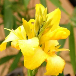 Canna 'yellow Jaune' - 3l