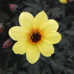 Dahlia 'illusion' - 3l