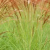 Miscanthus 'cute One' - 3l 2 Miscanthus 'cute One' - 3l -Jardin Harmonie Soldes Boutique 6481caa16d3cf4.43438787
