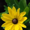 Rudbeckia 'sunny Smiley' - 3l -Jardin Harmonie Soldes Boutique 6481caa48125d0.91174481