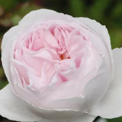 Rosier Parfuma 'la Belle Rouet' ? - 4l